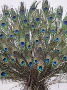 1000004793-1000×1333