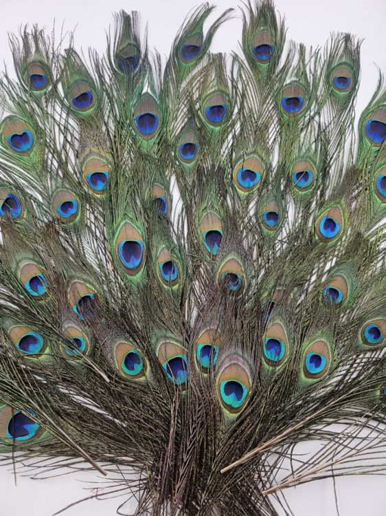 1000004793-1000×1333