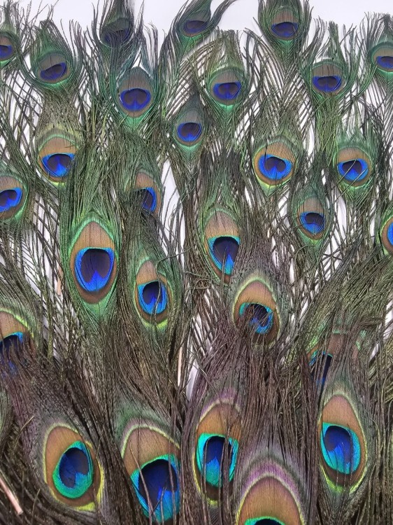 1000004794-1000×1333