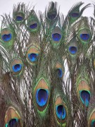 1000004795-1000×1333