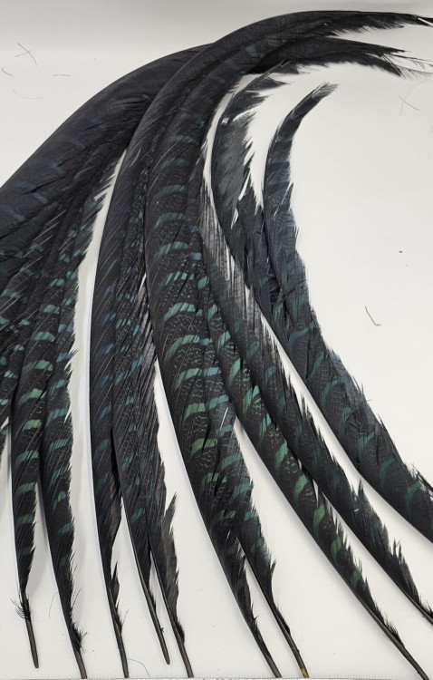 1000000923-1000×1566